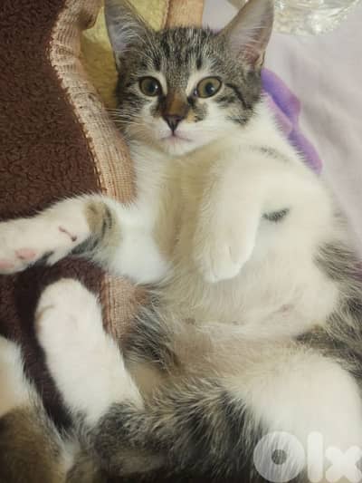 female kitten for adoption