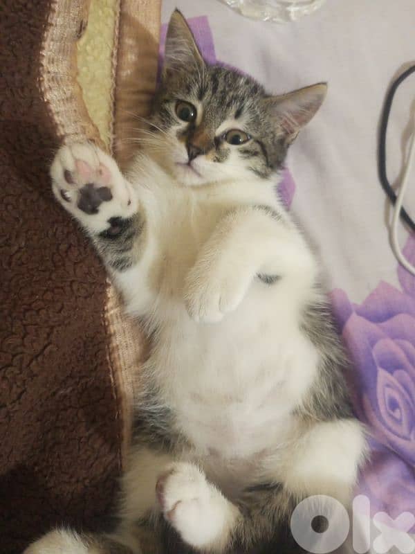 female kitten for adoption 1