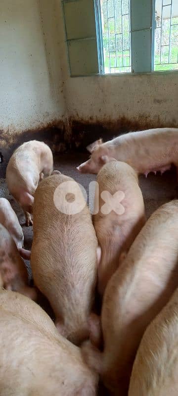 خنازير للبيع مباشرةً من المزرعة.