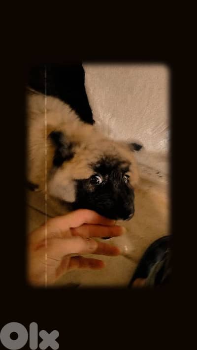 بيروت بيروت