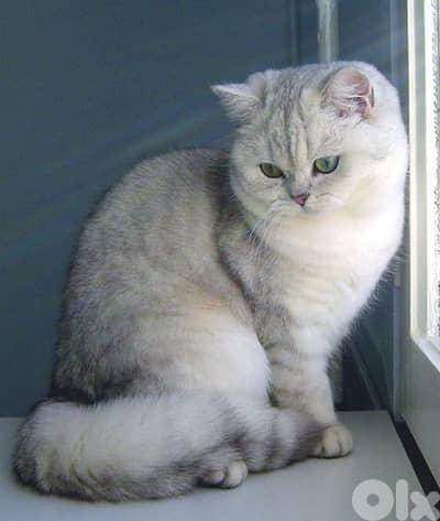 Sweet British Silver Chinchilla Short Hair kitten Available