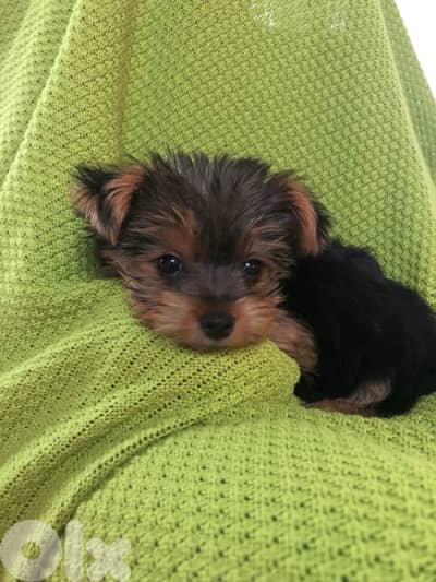 Yorkshire puppy pure breed imported/ Delivery/ Dog / كلب