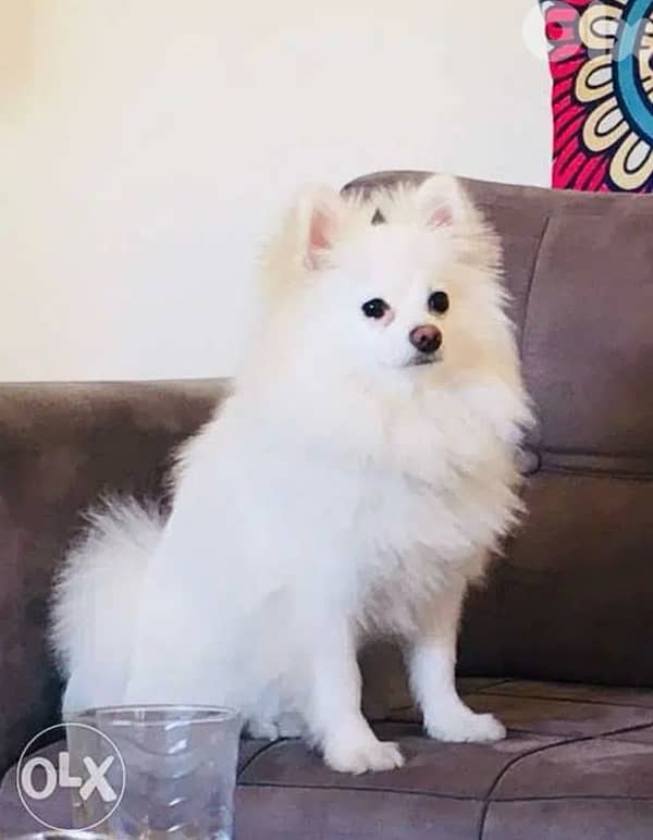Pomeranian 2