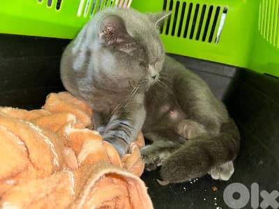 بريتش مون فيس مع ابنا للبيع بصحة ممتازة التنين