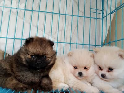 Pomeranian male toy face teacup