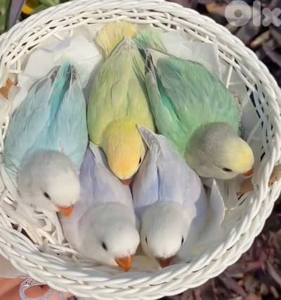 أجمل أوبلاين روز فروخ تزقيم ترباية بيت طبعاً