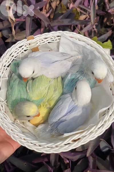 أجمل أوبلاين روز فروخ تزقيم ترباية بيت طبعاً