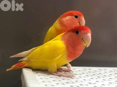 أجمل أوبلاين روز فروخ تزقيم ترباية بيت طبعاً