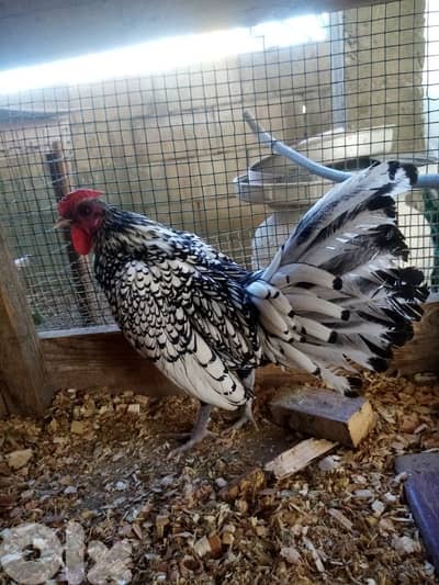 دجاج سبرايت وجافا