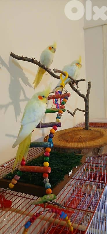 ٥ طيور كروان مروضين مع قفصين كبار واغراضهم