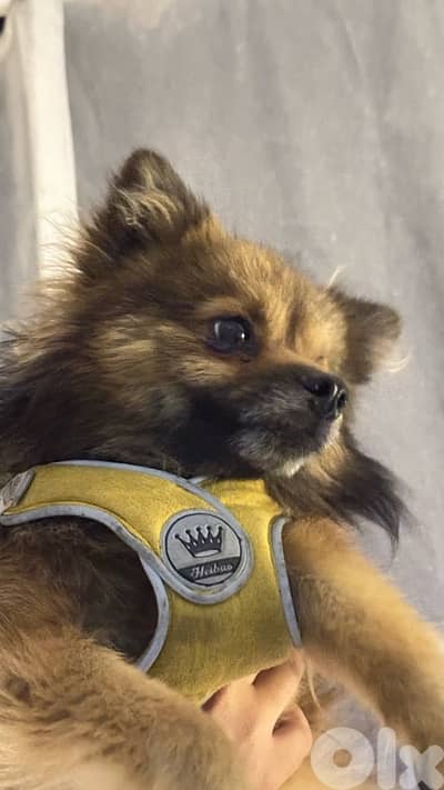 pomerenian very friendly Fully house-trained