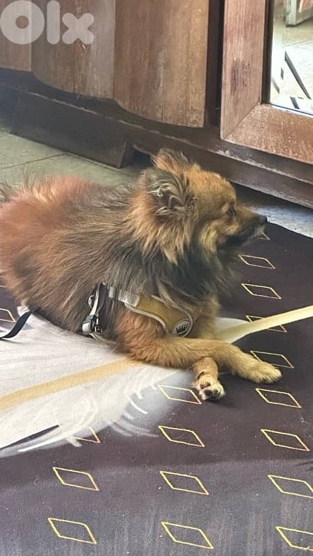 pomerenian very friendly Fully house-trained 1