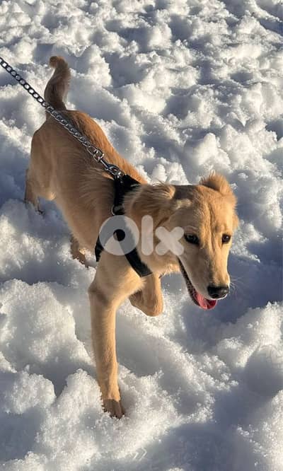 golden retriever 6 months
