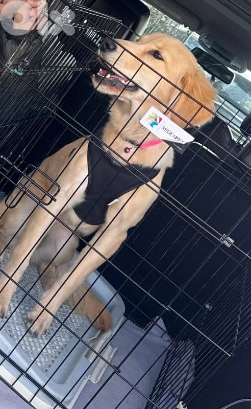 golden retriever 6 months 1