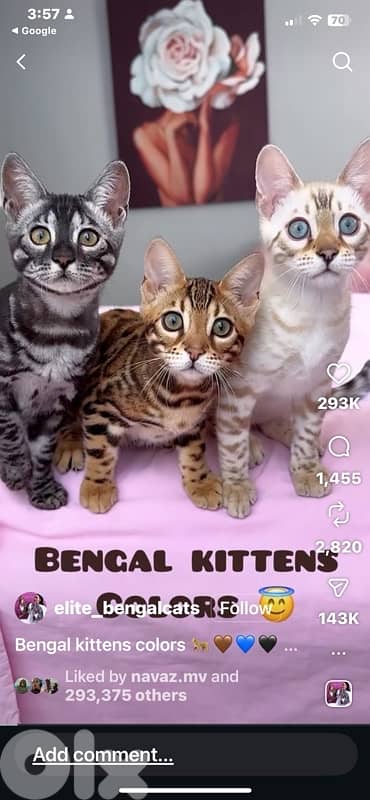 bengal mature and kitten