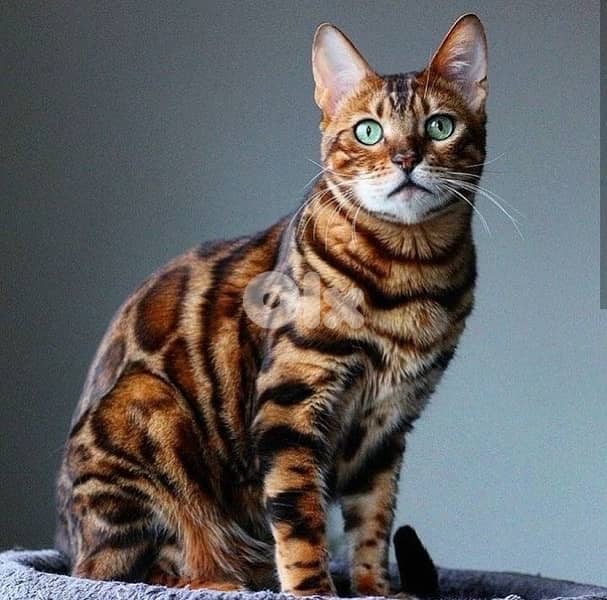 bengal mature 2