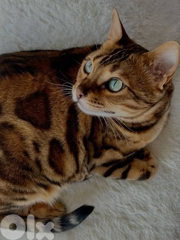 bengal mature 3