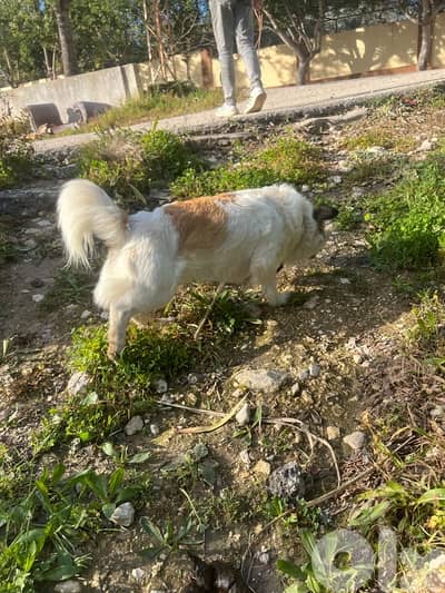 كلب لولو مميز