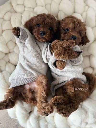 Toy Poodle Puppies Available/Dog/ كلاب/ Imported/Delivery