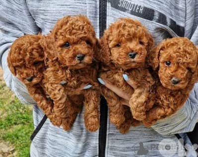 Poodle Puppies Available Now In Store/ Delivery / Imported /Dog