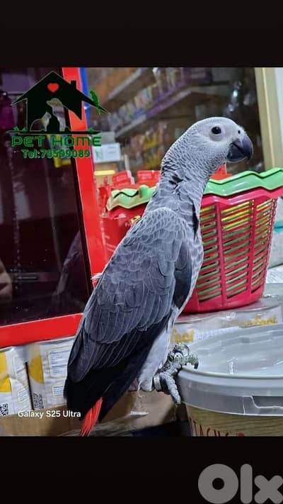 فراخ ببغاء كاسكو