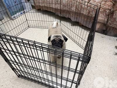 pet cage for puppy