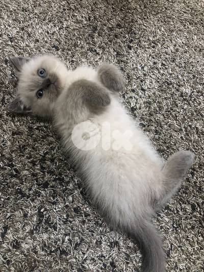 himalayan kitten for sale