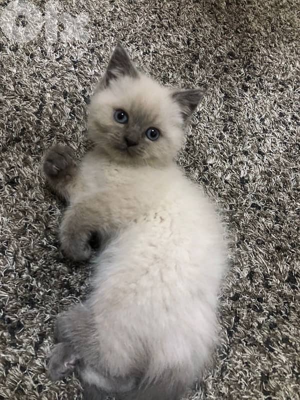 himalayan kitten for sale 1