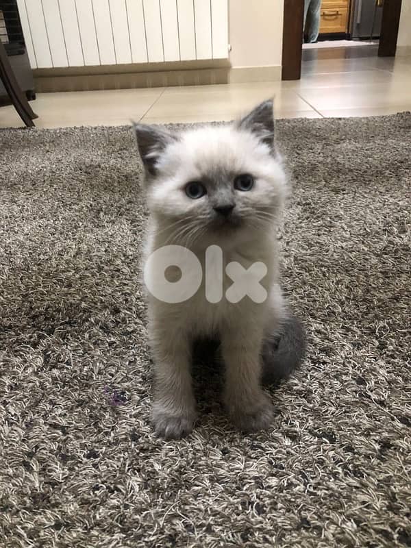 himalayan kitten for sale 3