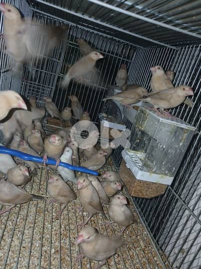 عرض على طيور الحب وال جاوا