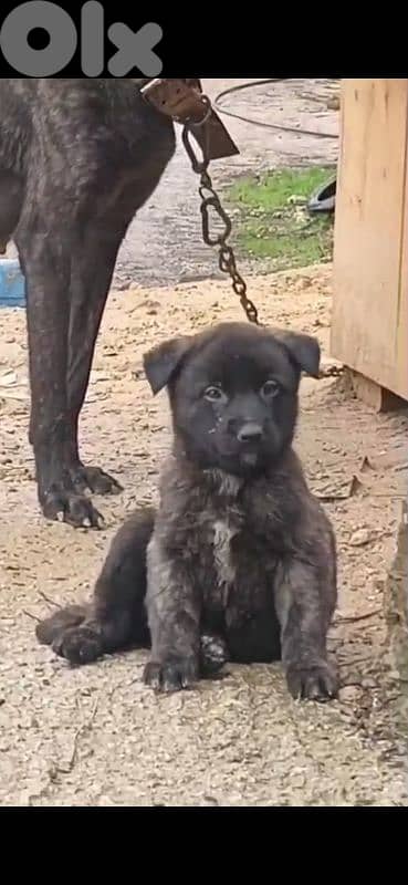 كلب جرو مالينوا