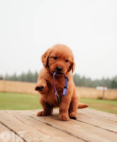 golden retriever bear face