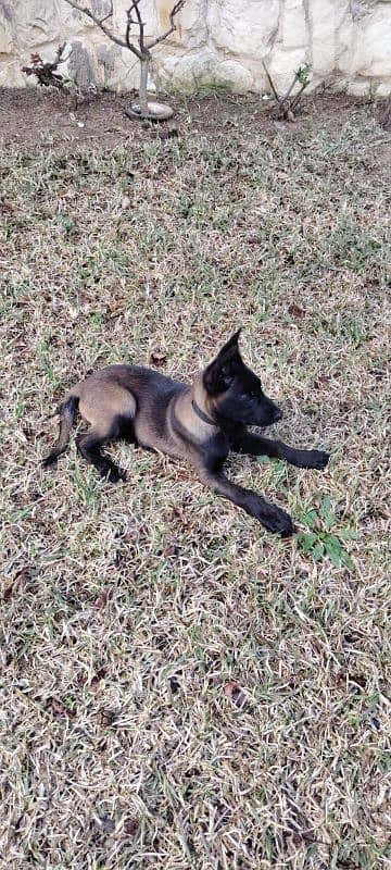 Puppies Malinois