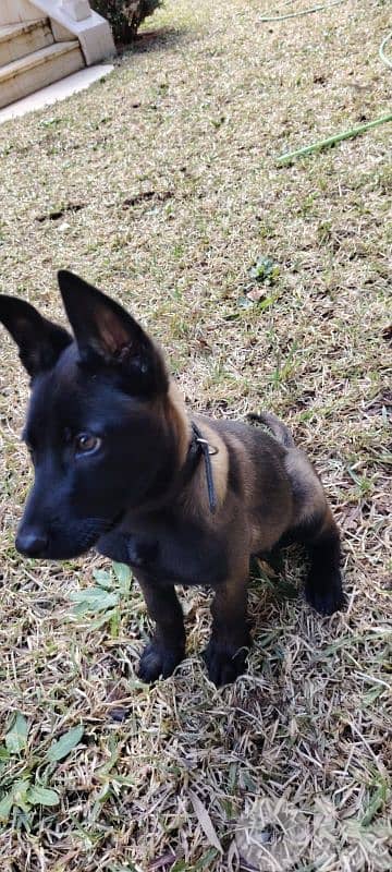 Puppies Malinois