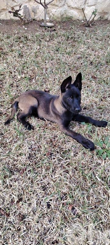 Puppies Malinois 2