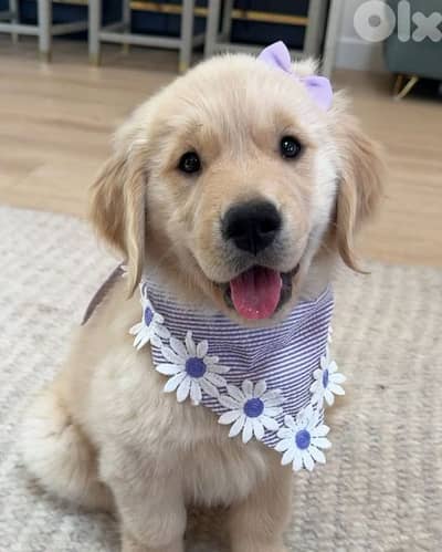 High Quality Golden Retriever Puppies / dog كلاب