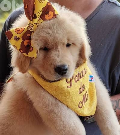 Best Breed | Golden Retriever Puppies Available