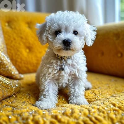 Bichon Frise Puppy | dog كلاب