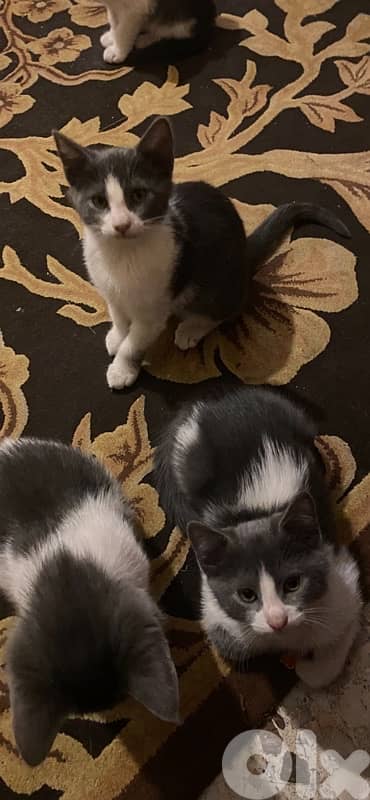 Beautiful Kittens For Adoption