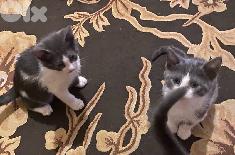 Beautiful Kittens For Adoption 1