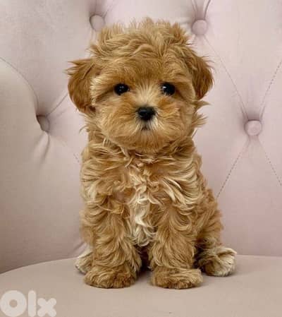 Toy Maltipoo Puppies | in store | delivery available
