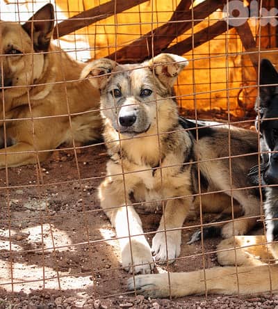 جرو جيرمن شيبرد ميكس شرس للحراسه