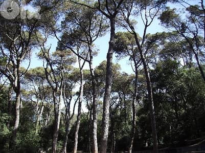 Prime Land for Sale – Metn, Bologna Area, Lebanon - Bois de Bologne