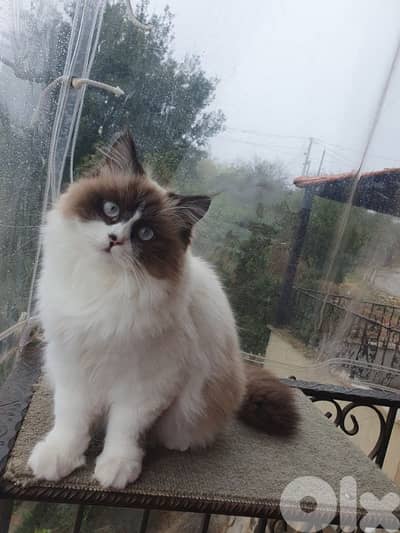 female ragdoll cat for adoption