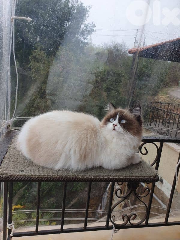 female ragdoll cat for adoption 1