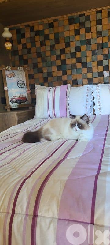 female ragdoll cat for adoption 3