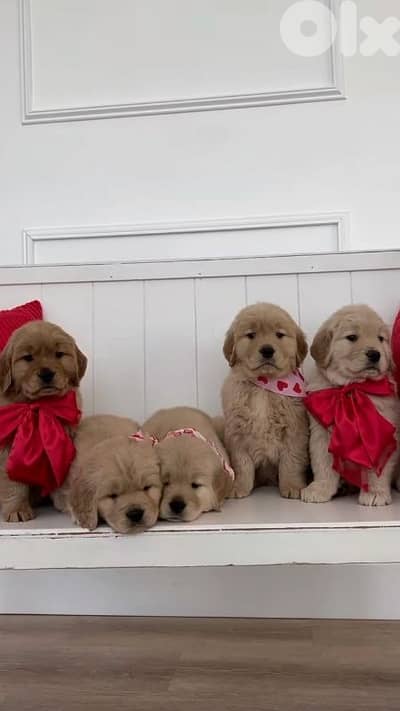 Golden Retriever Puppies - Available In Store-Dog