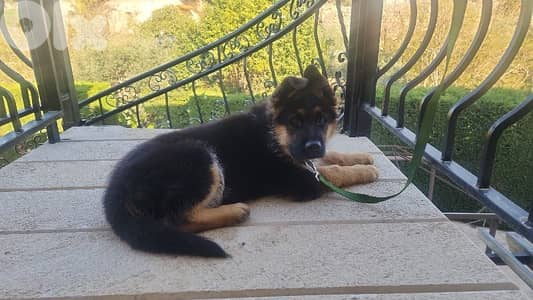 Cutest male german shepherd puppy for sale