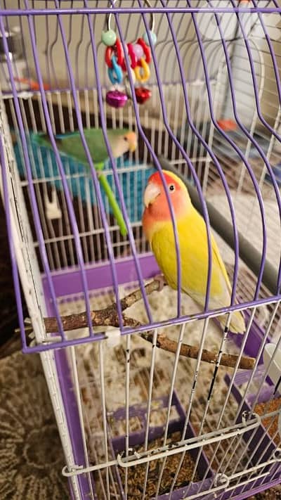 زوج طيور حب (لاف بيرد) مع القفص – بصحة ممتازة