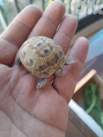 Turtle Tortue زلحفة